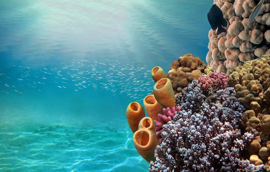 Hurghada: For Family’s With Children 3 Tours Package – Royal Sea Scope, Grand Aquarium And Orange Bay Island