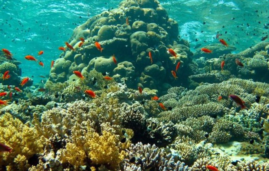 Sharm El Sheikh: Glass Bottom Boat Trip