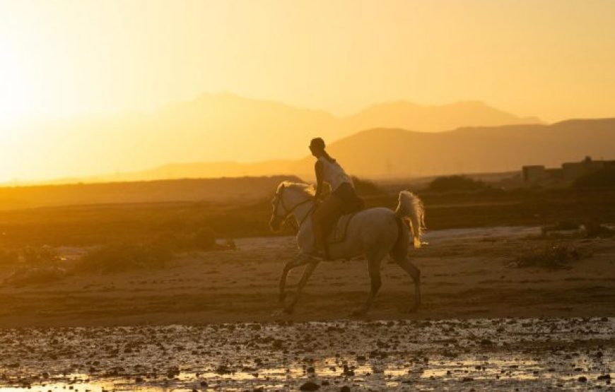 Makadi Bay: Horse Ridding Along The Sea With Swimming