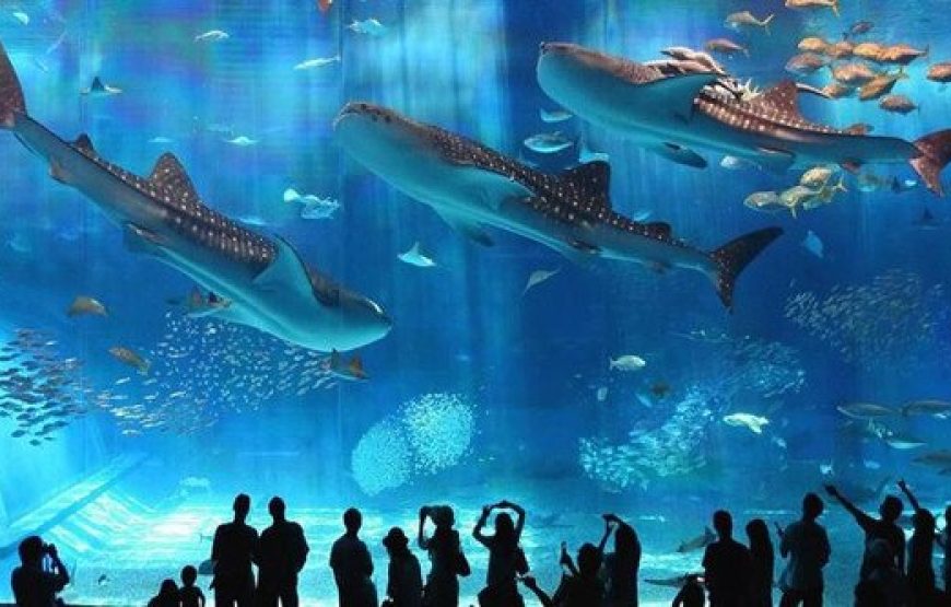 Hurghada: Grand Aquarium Entry Tickets And Transfer