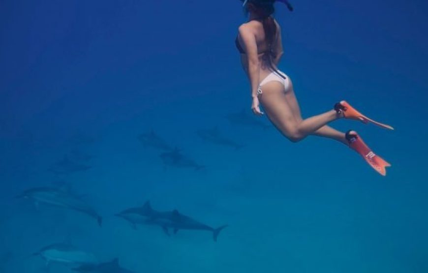 Makadi Bay Dolphin House: Unforgettable Snorkeling Adventure with Lunch