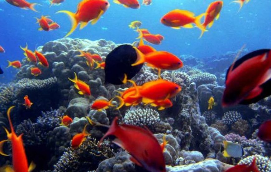 Hurghada:Магия Красного моря – Круиз и сноркелинг