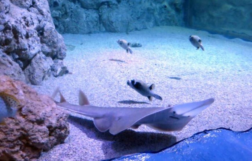 Hurghada: Grand Aquarium Entry Tickets And Transfer