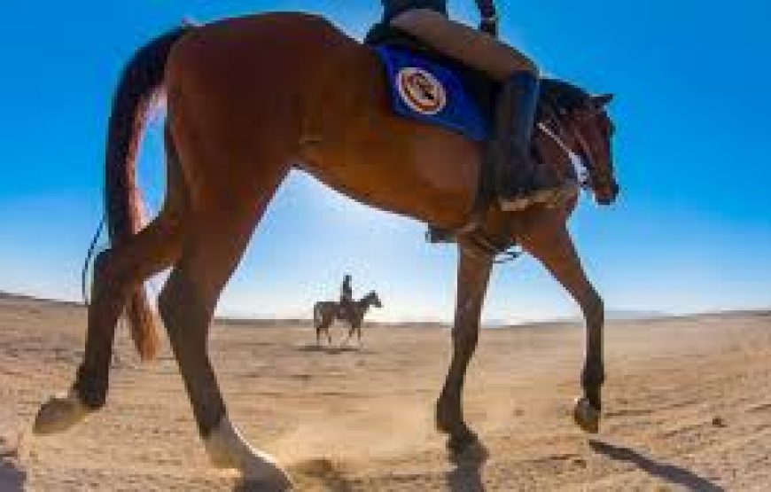 Hurghada: Horse Riding Private 2 Hours With Guide