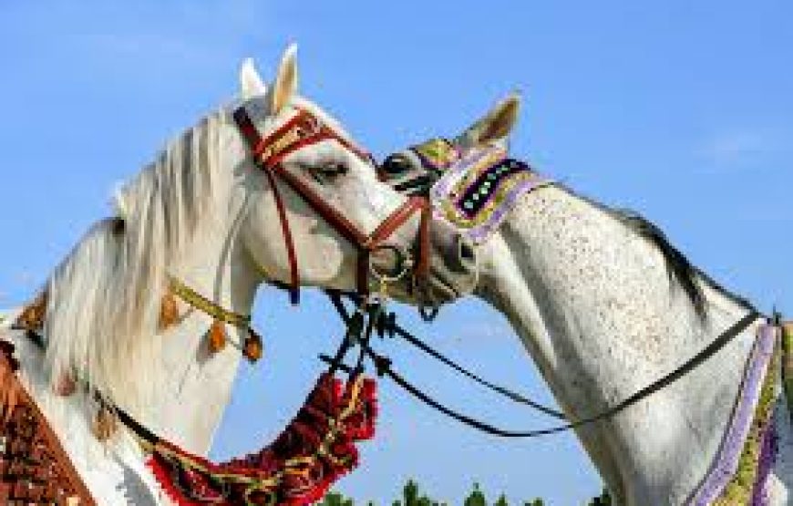 El Gouna: Horse Riding Private 2 Hours With Guide