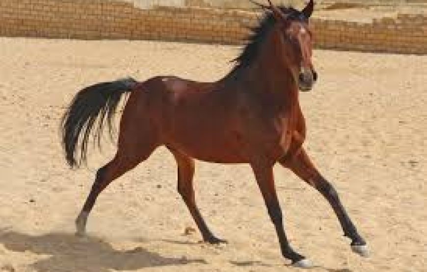 Soma Bay: Horse Riding Private 2 Hours With Guide