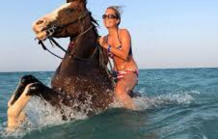 El Gouna: Horse Ridding Along The Sea With Swimming