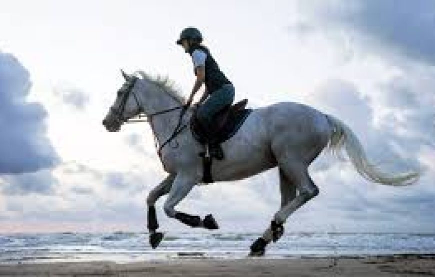 El Gouna: Horse Ridding Along The Sea With Swimming