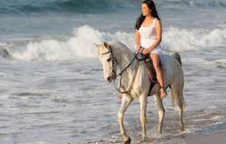 El Gouna: Horse Ridding Along The Sea With Swimming