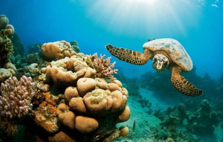 Marsa Alam: Hamata Islands Boat Tour With Snorkeling And Lunch
