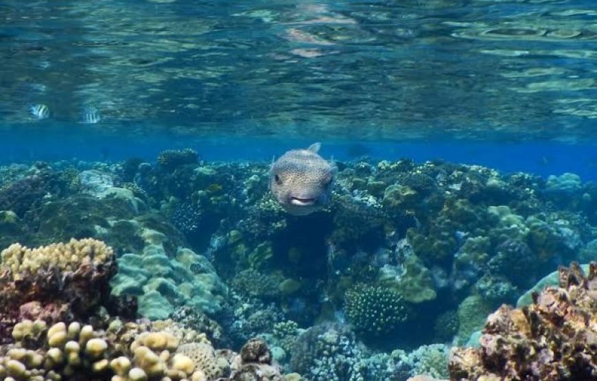 Marsa Alam: Hamata Islands Boat Tour With Snorkeling And Lunch