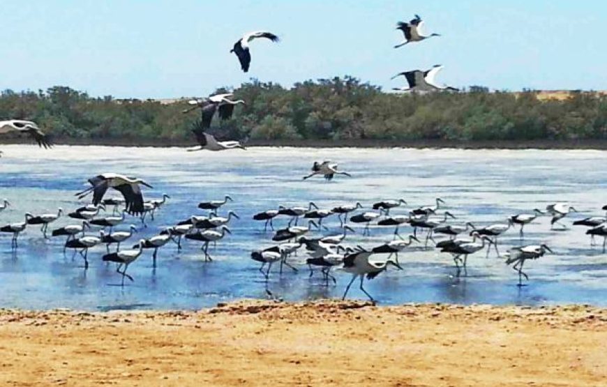 Sharm El Sheikh: Ras Mohammed National Park half day tour by bus.