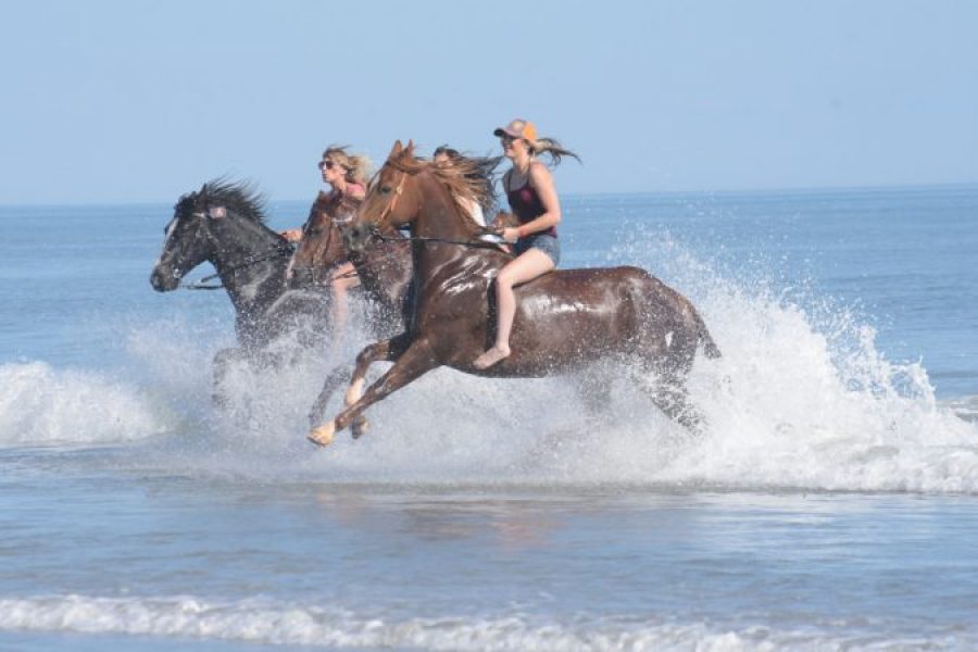 Makadi Bay: Horse Ridding Along The Sea With Swimming