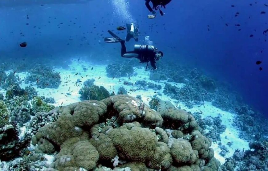 Soma Bay: Diving Tour With Lunch & Two Dive Sites