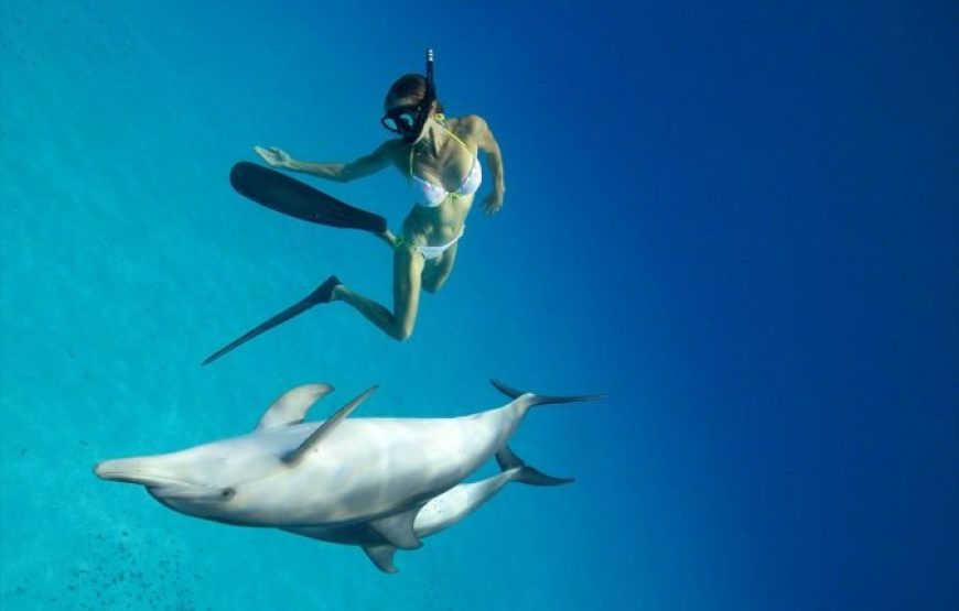 Soma Bay: Dolphin House Snorkeling Day Tour With Lunch And Drinks