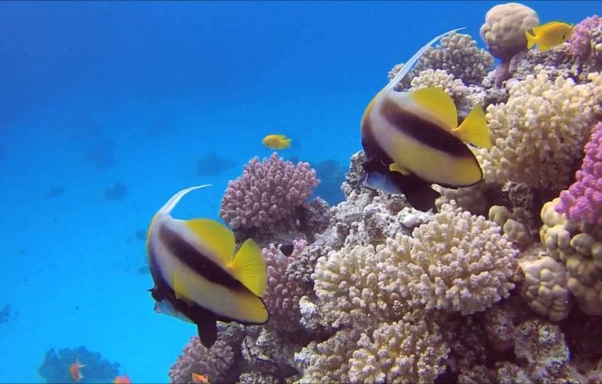 Makadi Bay Dolphin House: Unforgettable Snorkeling Adventure with Lunch