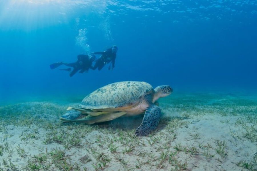 Soma Bay: Diving Tour With Lunch & Two Dive Sites