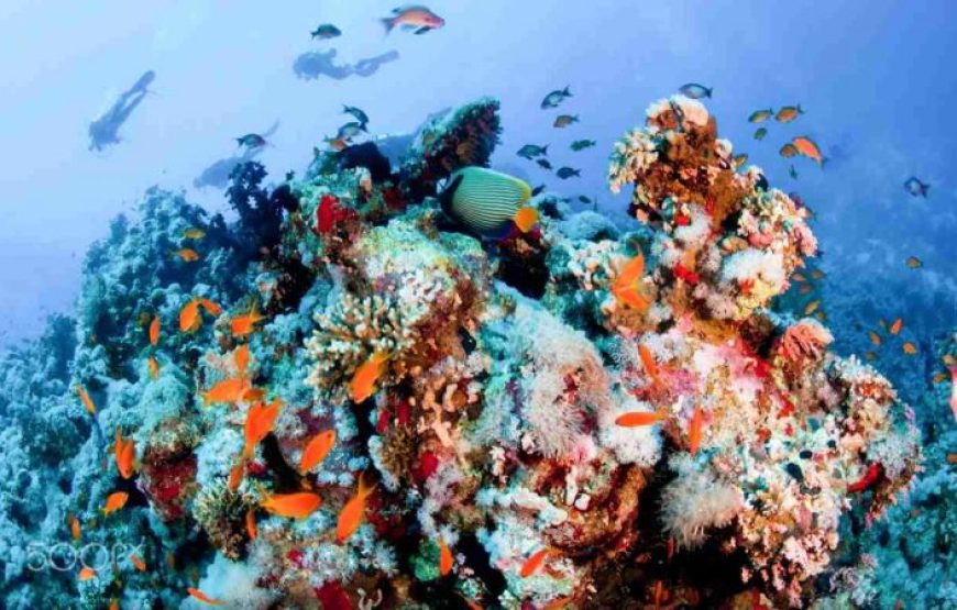 Sharm El Sheikh: Ras Mohammed National Park half day tour by bus.