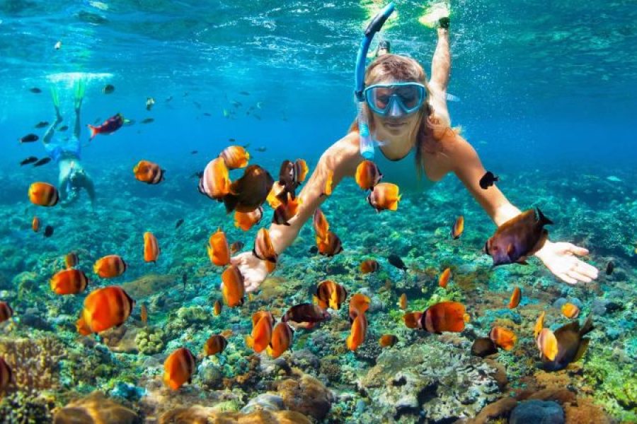 Hurghada: Speedboat Dolphin Watching And Snorkeling Tour