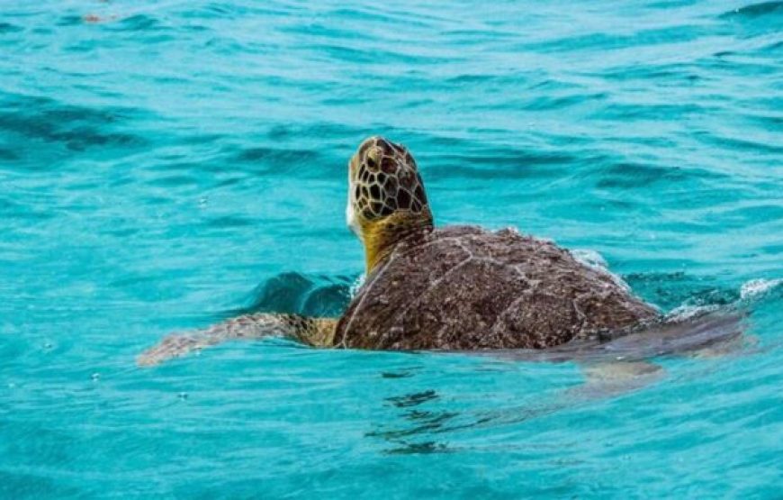 Hurghada: Sunrise Quad Bike Adventure And Giftun Island Snorkeling Trip