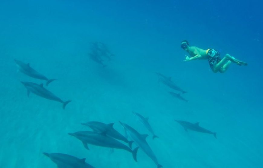 Makadi Bay Dolphin House: Unforgettable Snorkeling Adventure with Lunch