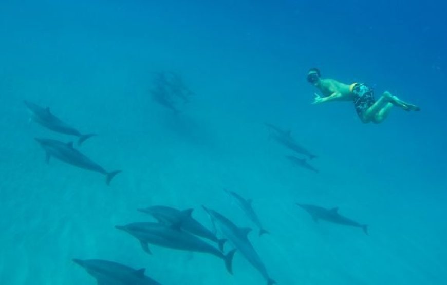 Soma Bay: Dolphin House Snorkeling Day Tour With Lunch And Drinks