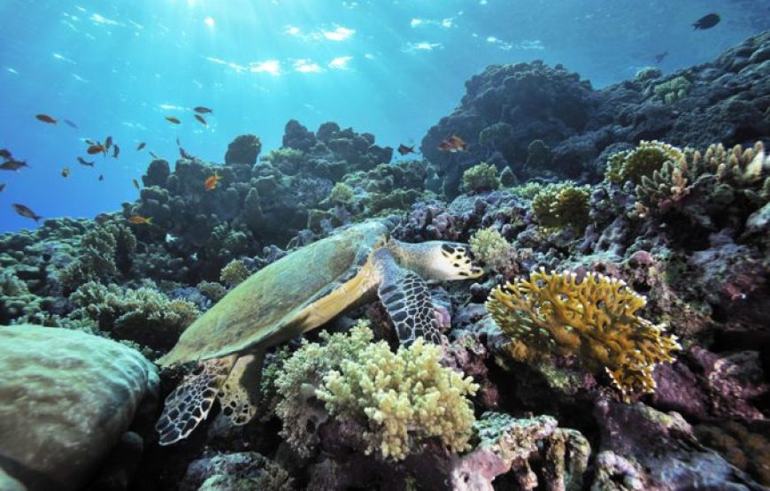 Hurghada: 6 In 1 Tour | Giftun, Orange Bay Islands, Diving, Snorkeling, Water Sports, Fishing