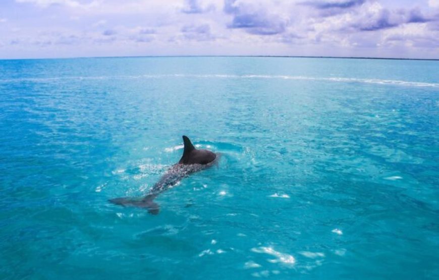 Hurghada: Speedboat Dolphin Watching And Snorkeling Tour