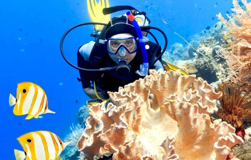Soma Bay: Diving Tour With Lunch & Two Dive Sites