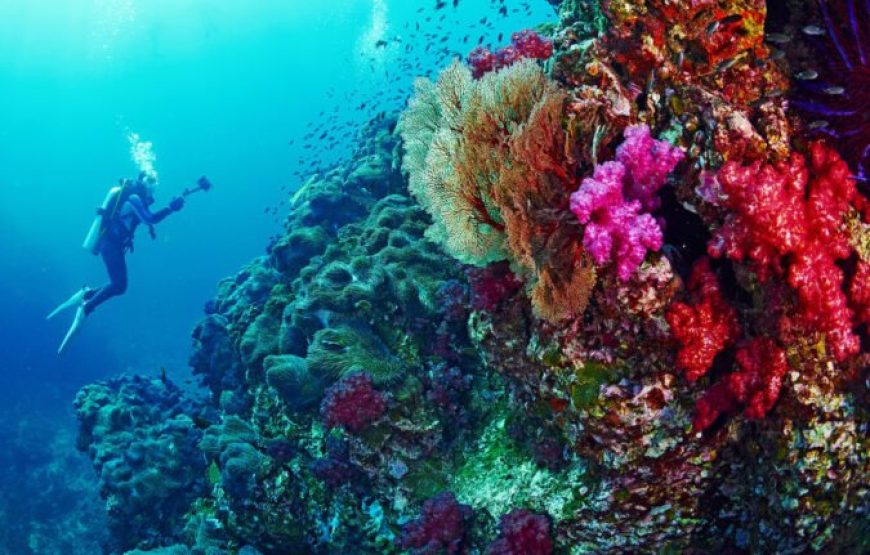 El Gouna: Tour de buceo