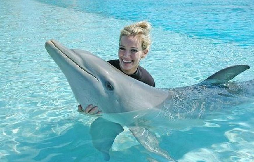 Sharm El Sheikh: Dolphin Swimming Tour