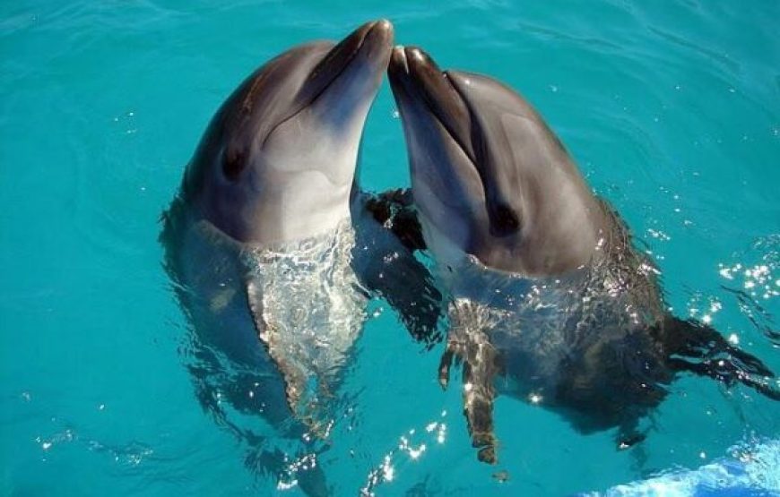 Sharm El Sheikh: Dolphin Swimming Tour