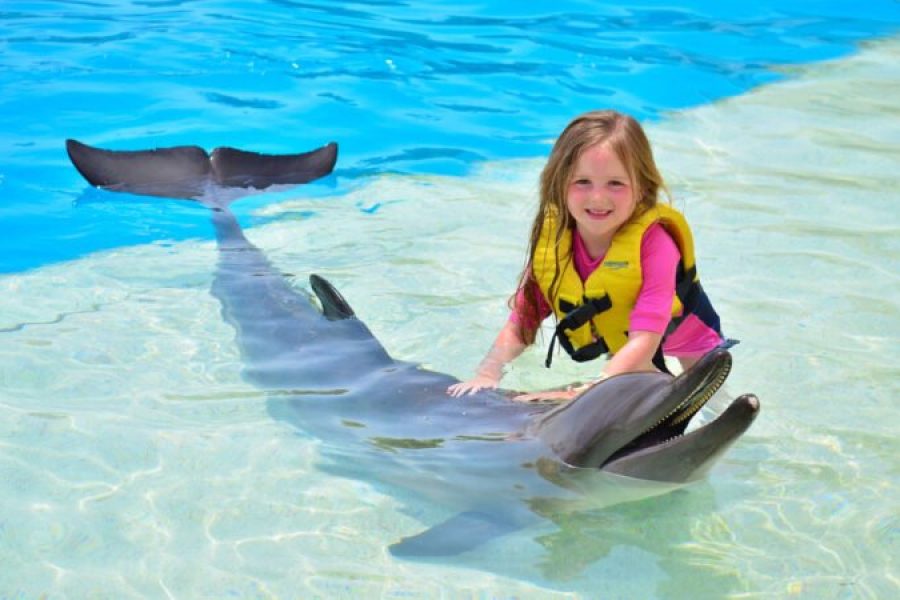 El Gouna: Delfin-Weltshow – Ein faszinierendes Erlebnis!