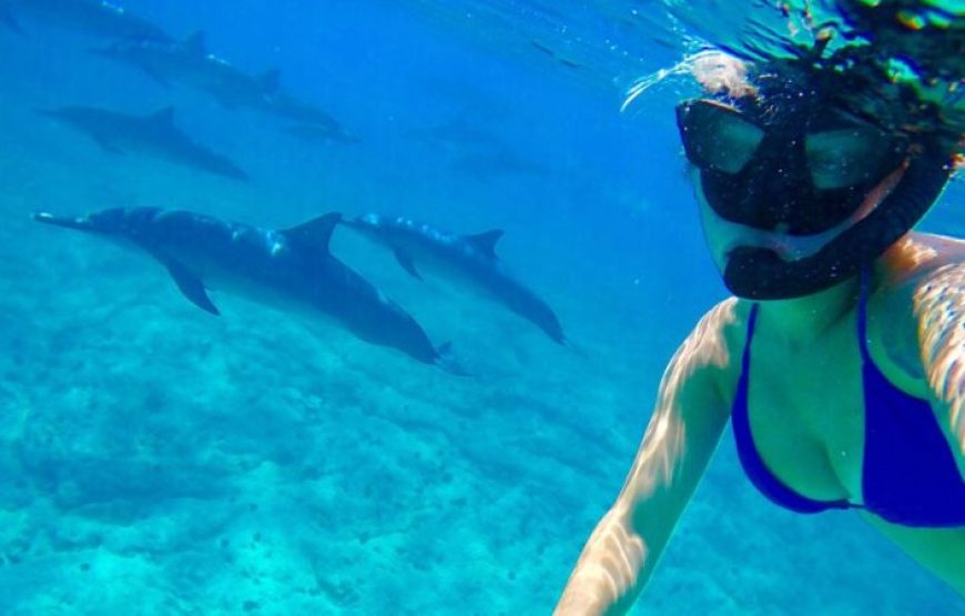 Hurghada: Speedboat Dolphin Watching And Snorkeling Tour