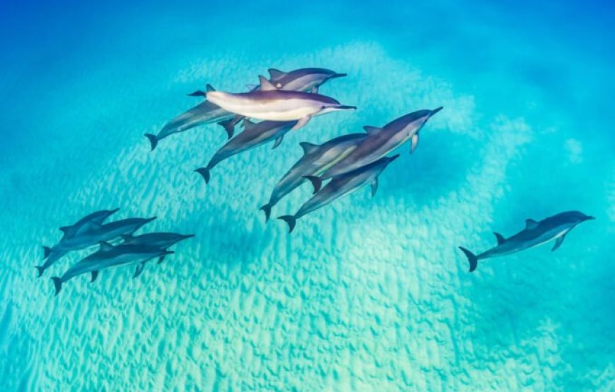 Hurghada: Speedboat Dolphin Watching And Snorkeling Tour