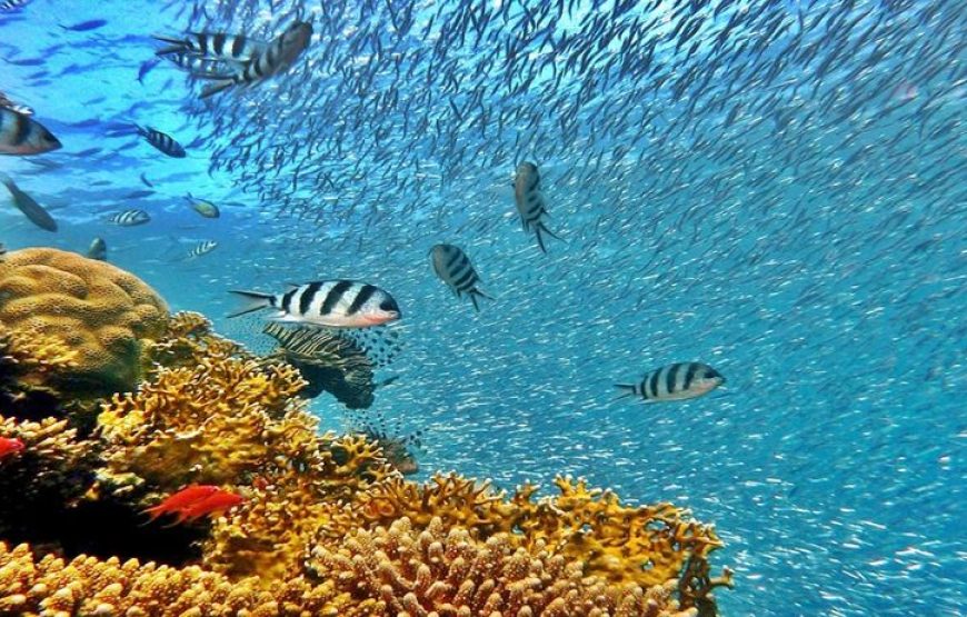 Soma Bay: Diving Tour With Lunch & Two Dive Sites