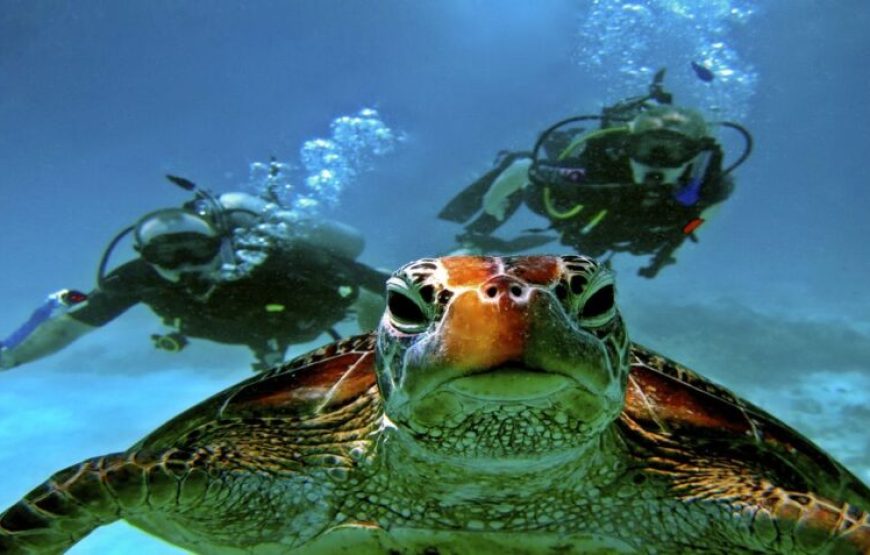 Soma Bay: Diving Tour With Lunch & Two Dive Sites