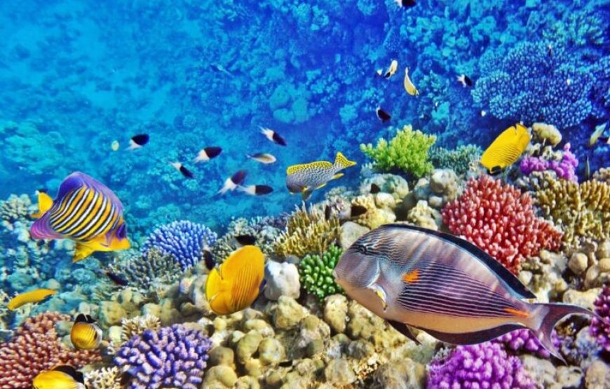 Soma Bay: Diving Tour With Lunch & Two Dive Sites