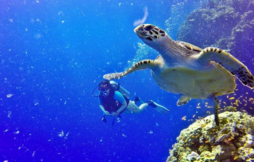 Soma Bay: Diving Tour With Lunch & Two Dive Sites