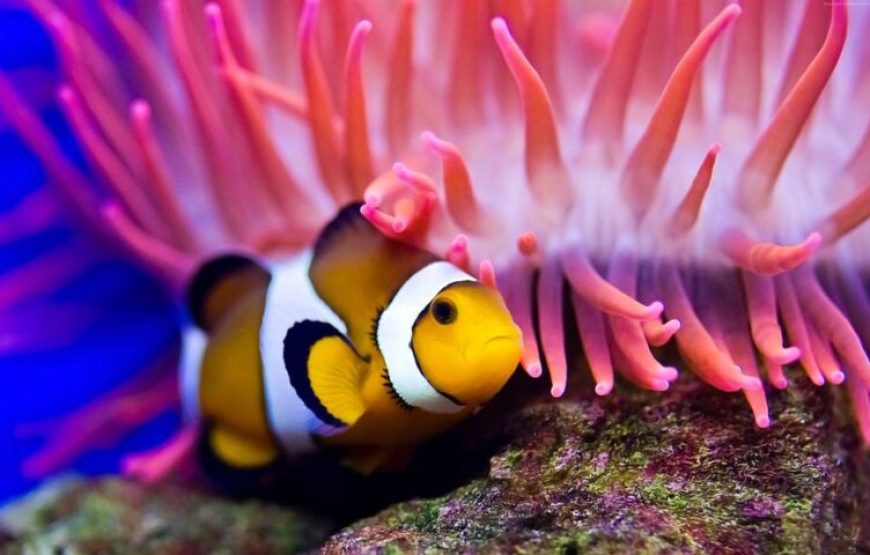 Soma Bay: Diving Tour With Lunch & Two Dive Sites