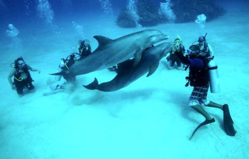 Soma Bay: Diving Tour With Lunch & Two Dive Sites