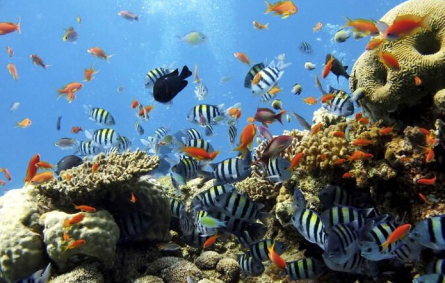 Makadi Bay: Utopia Island Snorkeling Trip With Lunch
