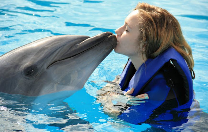 Sharm El Sheikh: Dolphin Swimming Tour