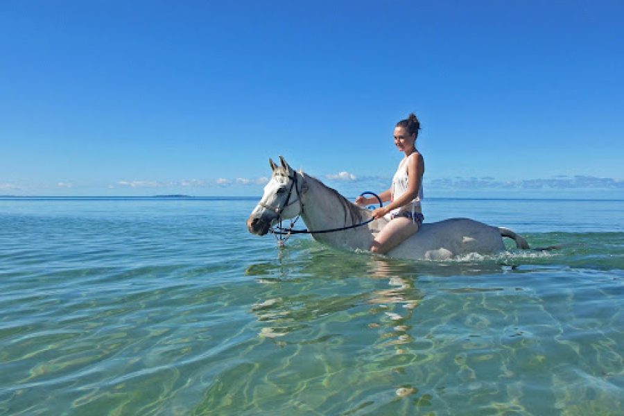El Gouna: Horse Ridding Along The Sea With Swimming