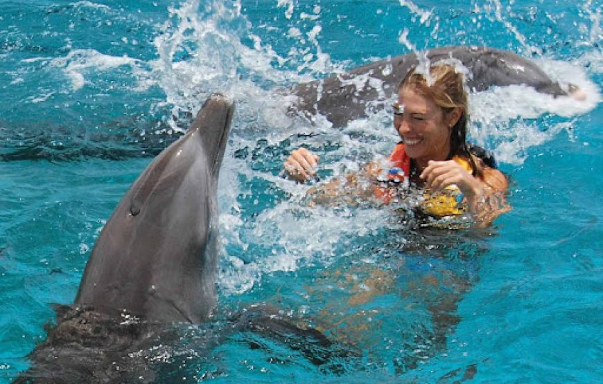 Sharm El Sheikh: Dolphin Swimming Tour