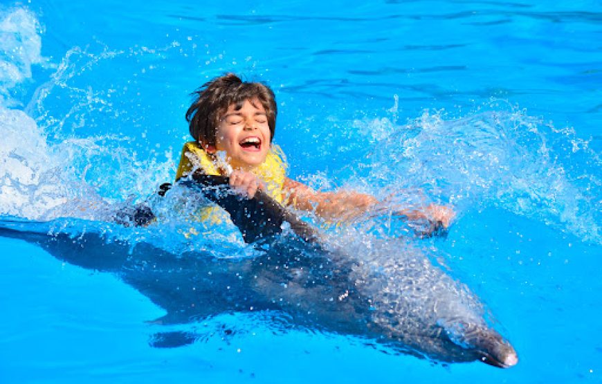 Sharm El Sheikh: Dolphin Swimming Tour