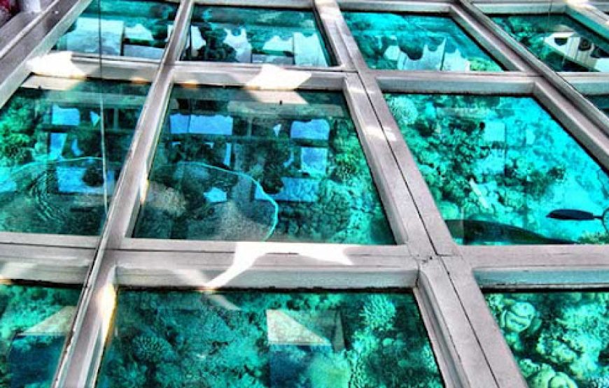 Sharm El Sheikh: Glass Bottom Boat Trip