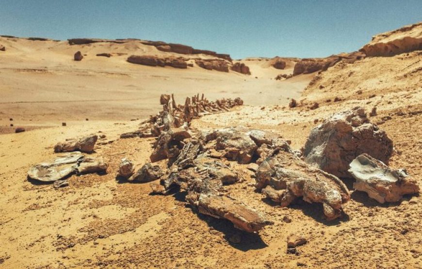 Cairo: Wadi El Hitan (Whale Valley) Desert Safari, Camel Ride & BBQ