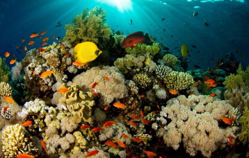 Makadi Bay Dolphin House: Unforgettable Snorkeling Adventure with Lunch