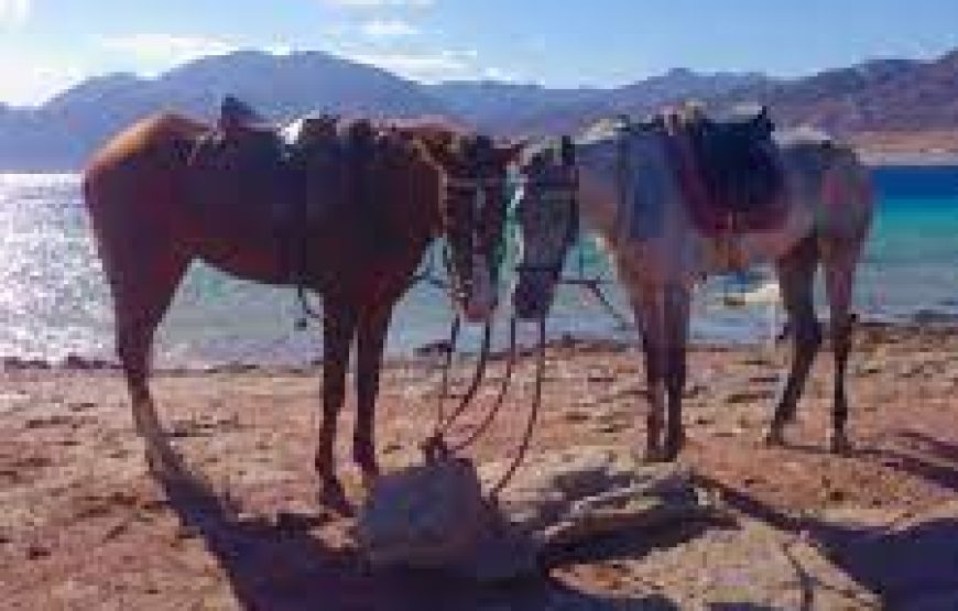 Dahab: Horse Riding